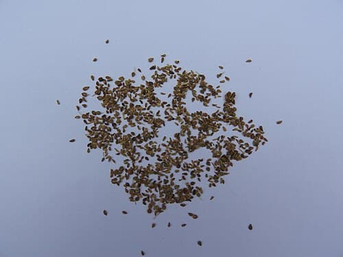 Ajwain seeds
