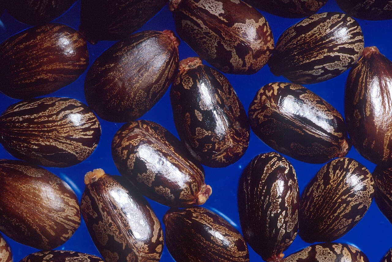 Castor seeds