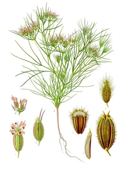 Cumin seeds