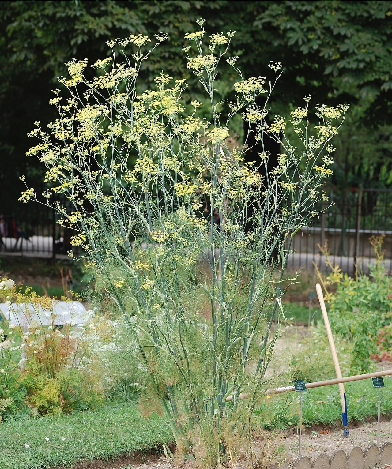 Fennel seeds