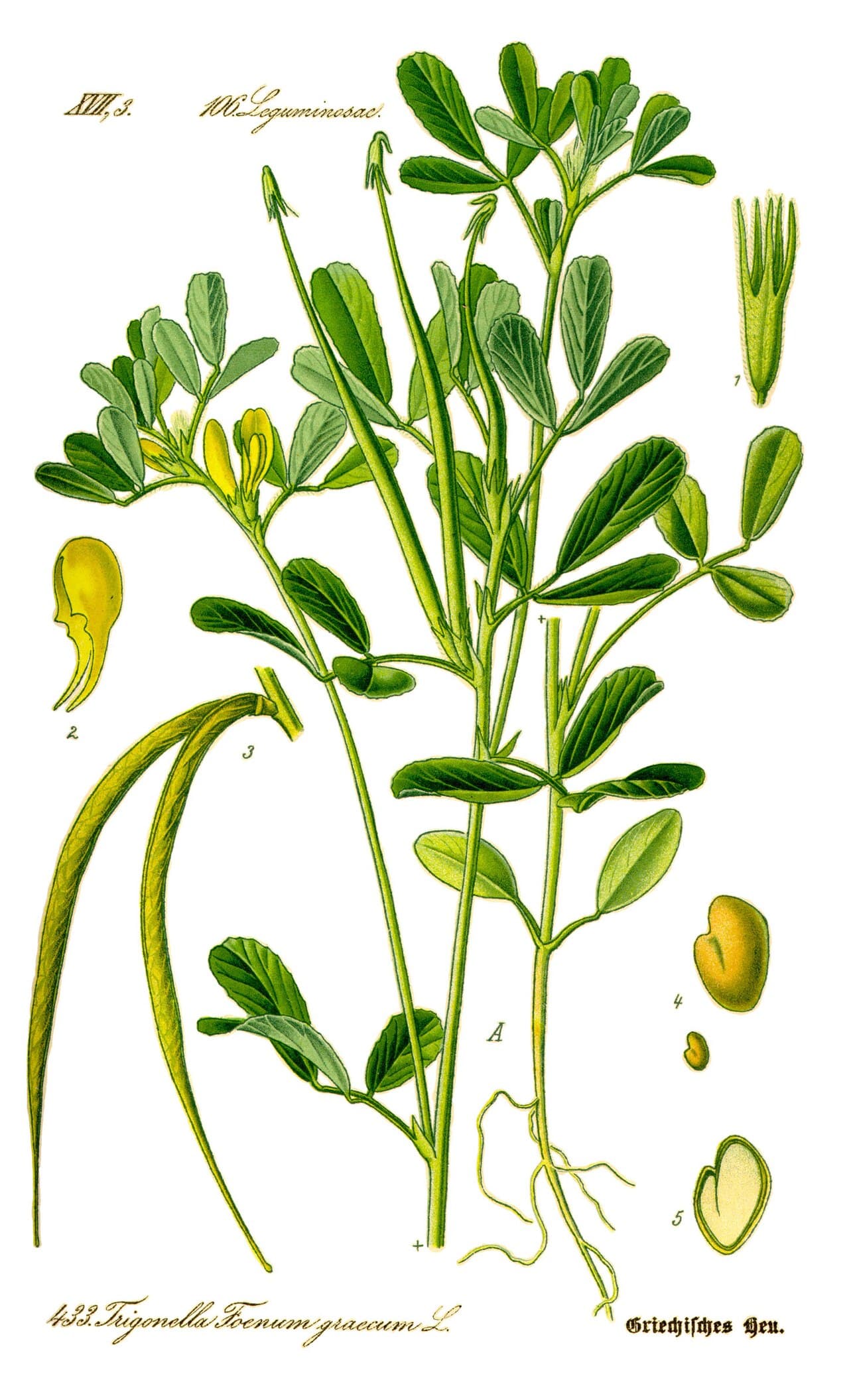 Fenugreek seeds