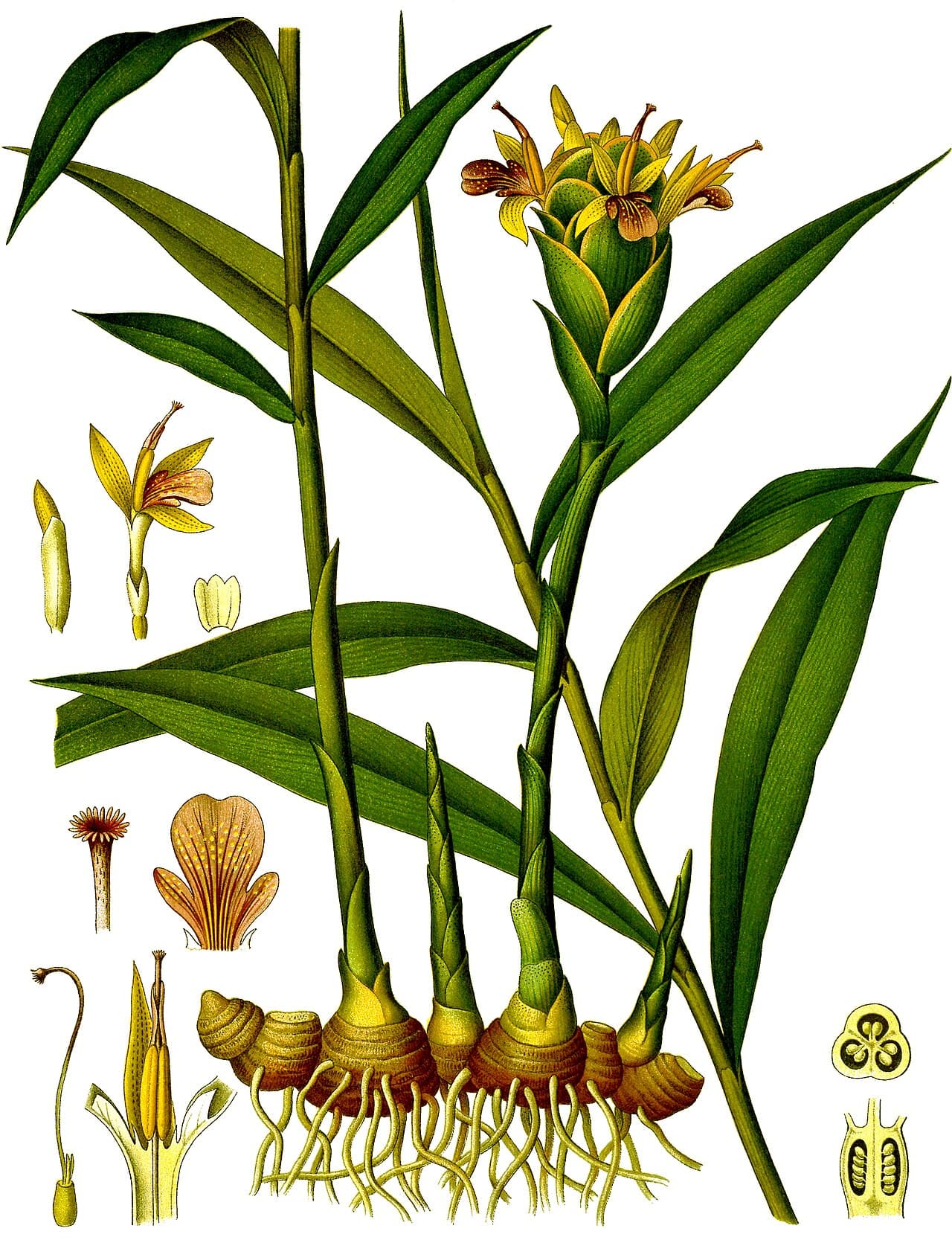Fresh ginger root