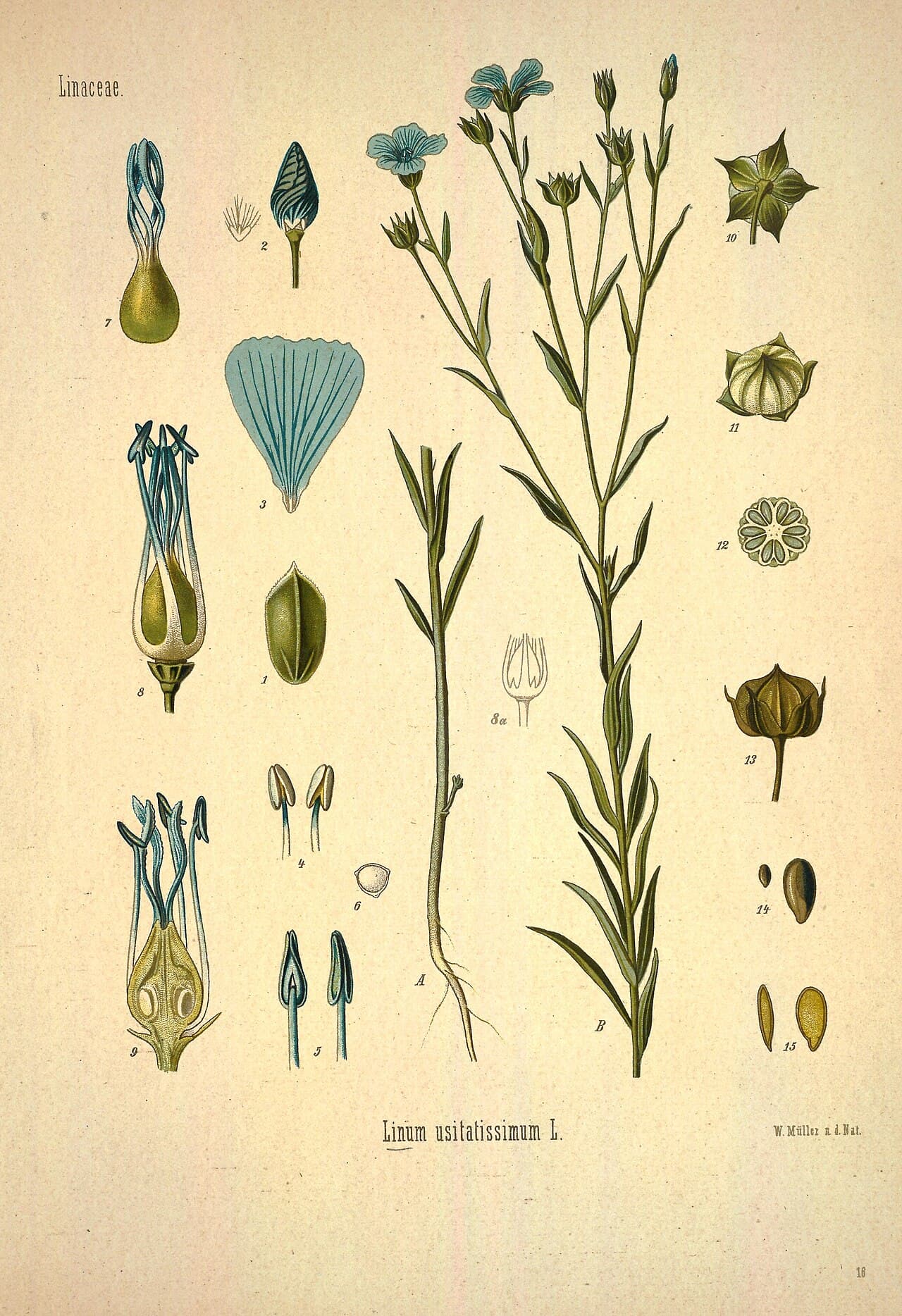 Linseed (flaxseed)