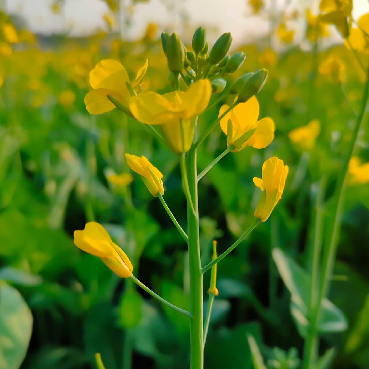 Mustard seeds