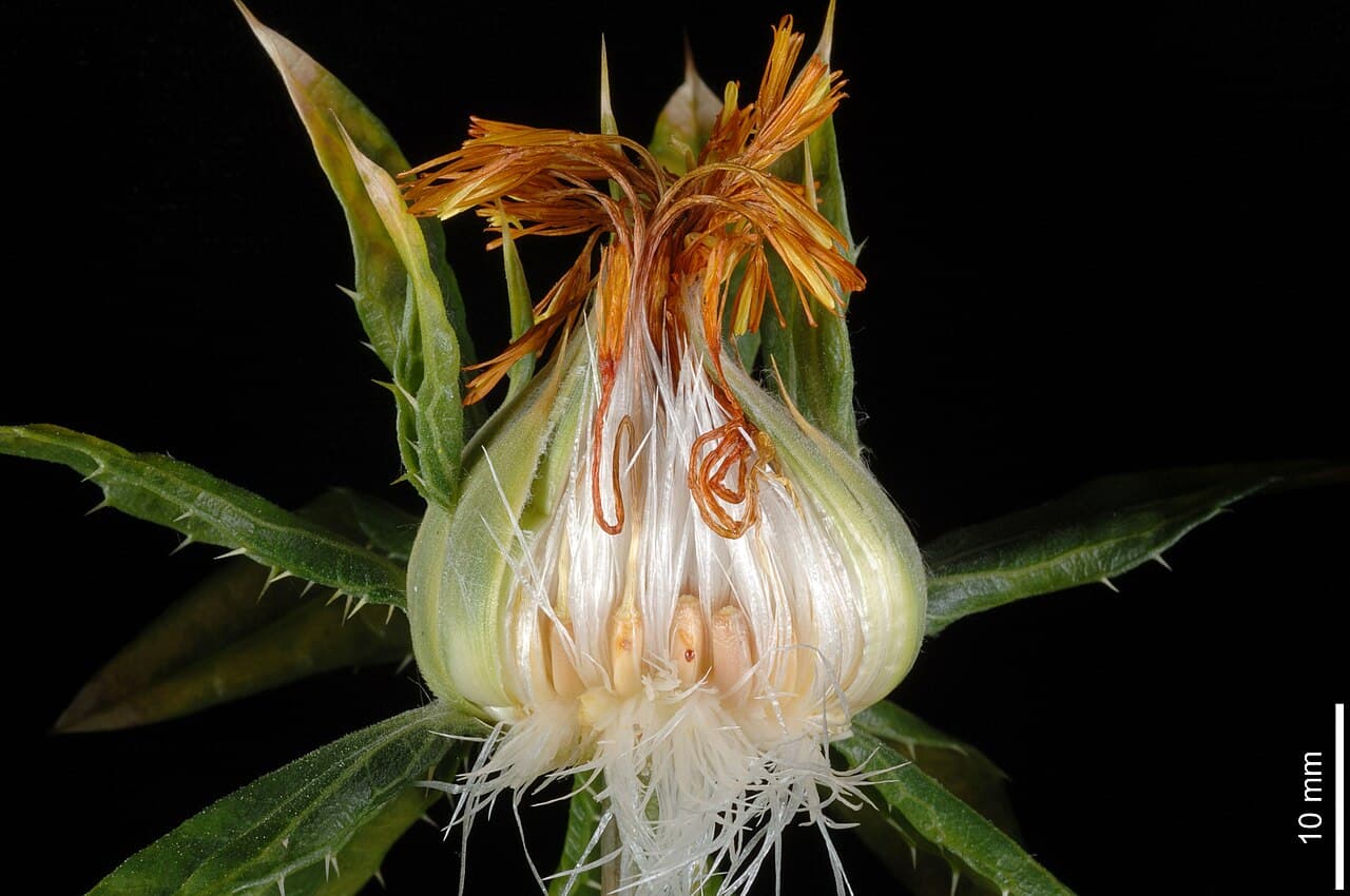Safflower