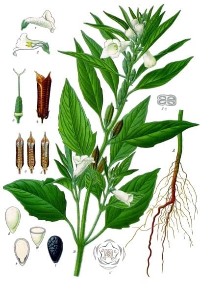 Sesame seeds (til)
