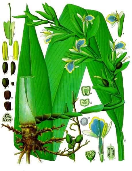 Green cardamom pods