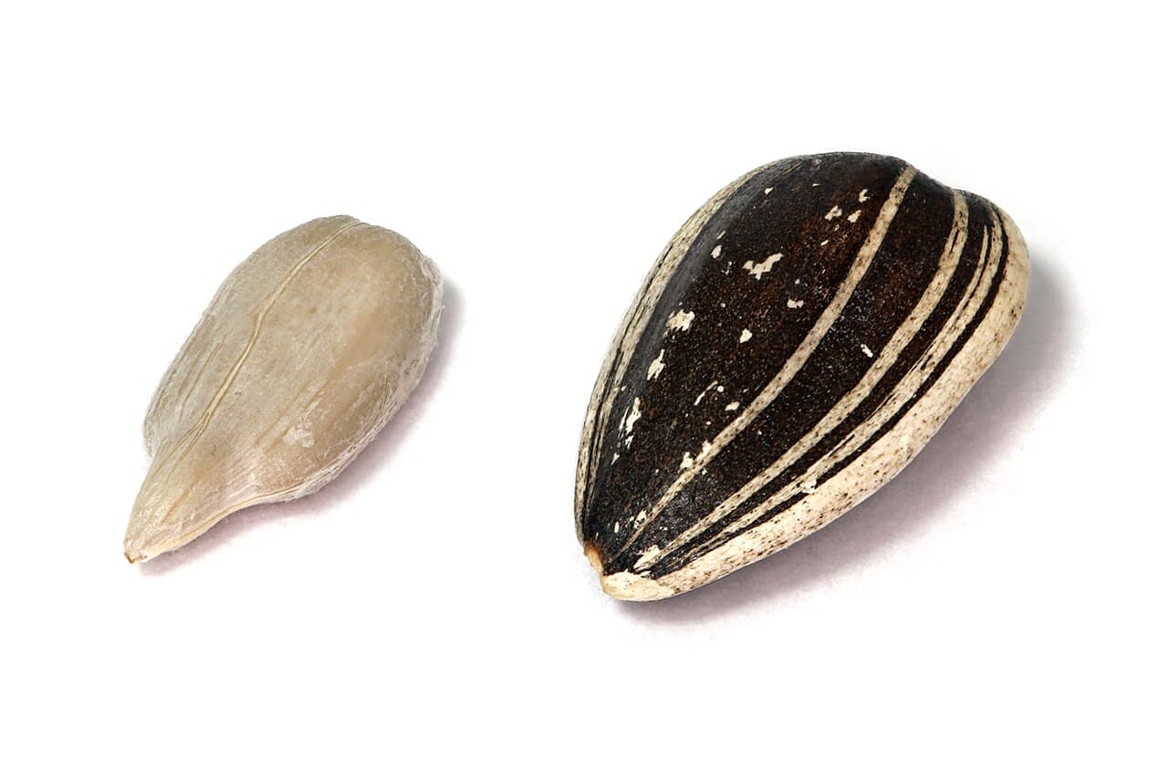 Sunflower seeds