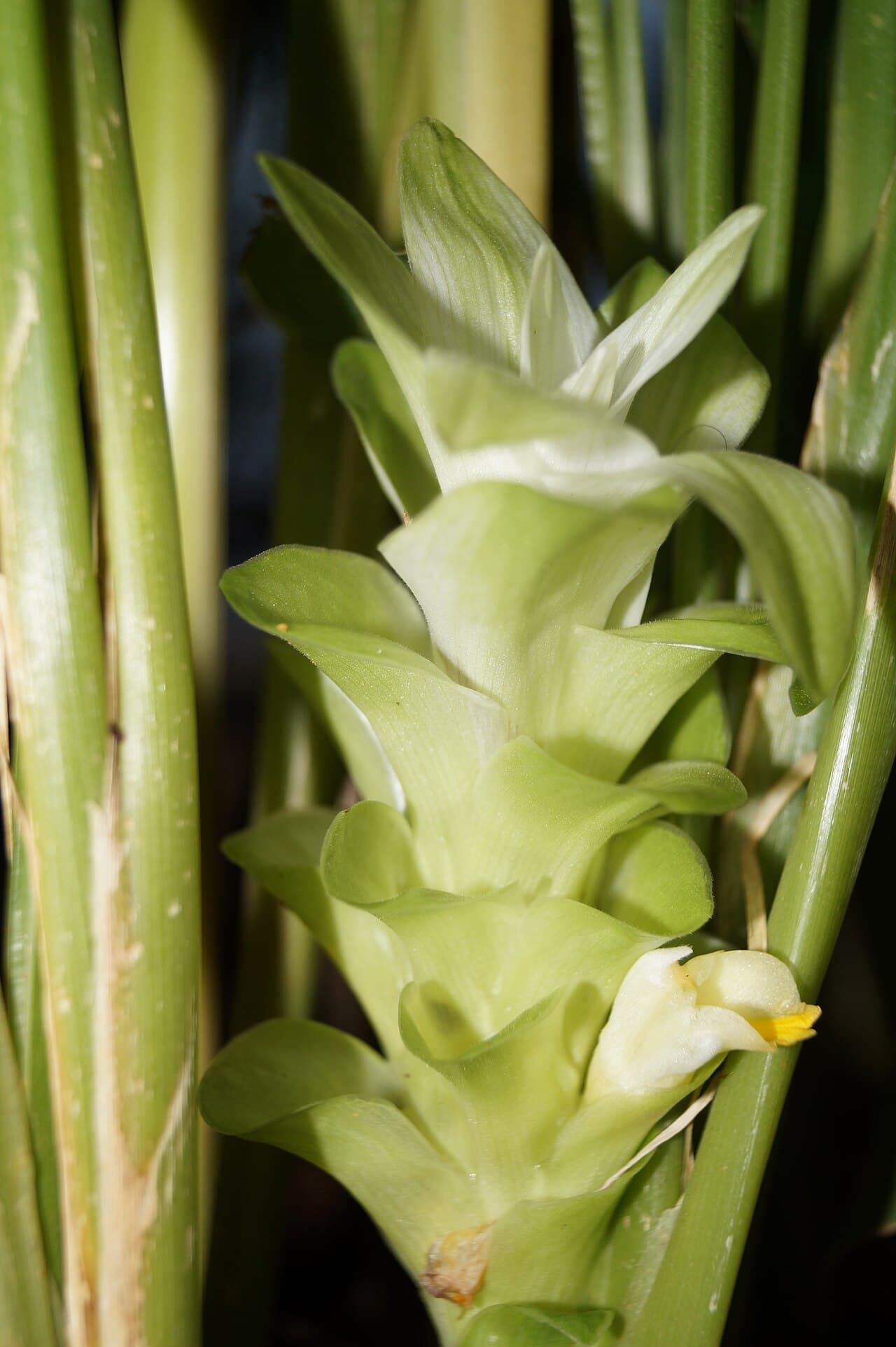 Turmeric rhizome