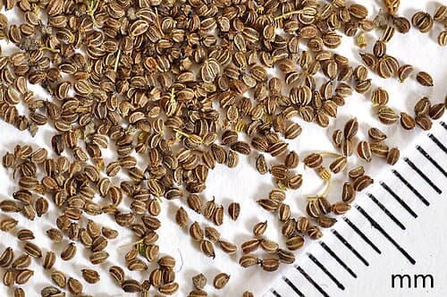 Celery seeds