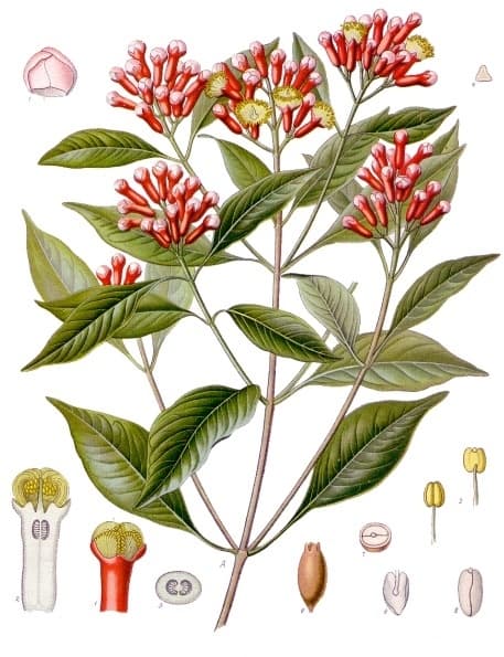 Whole cloves