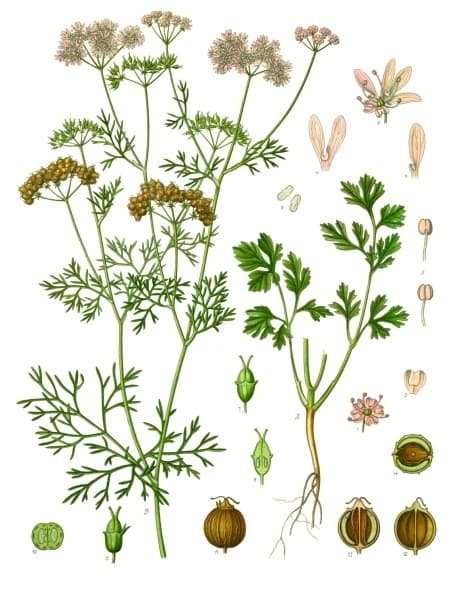 Coriander powder